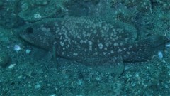 Rypticus bicolor