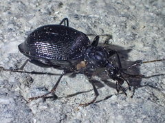 Scaphinotus interruptus