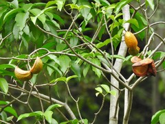 Tabernaemontana litoralis