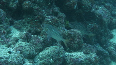Neoniphon suborbitalis
