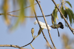 Cynanthus latirostris