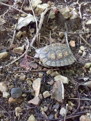 Rhinoclemmys pulcherrima manni