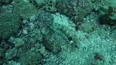 Serranus psittacinus