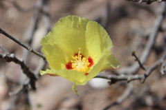 Gossypium davidsonii