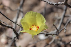 Gossypium davidsonii