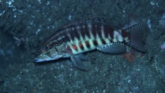 Serranus psittacinus