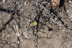 Gossypium davidsonii