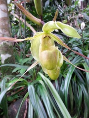 Phragmipedium