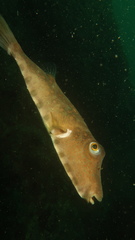 Sphoeroides lobatus