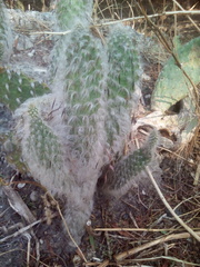 Opuntia senilis