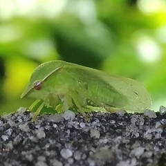 Proranus