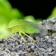 Proranus