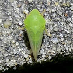 Proranus