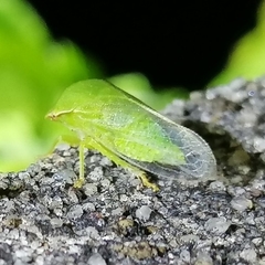 Proranus