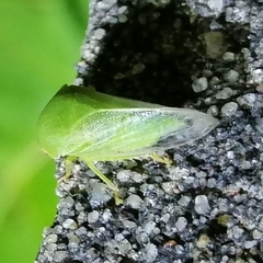 Proranus