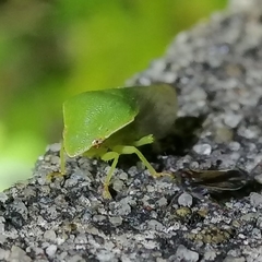 Proranus