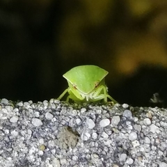 Proranus
