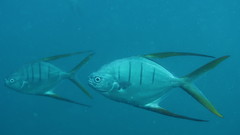 Trachinotus rhodopus