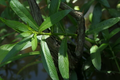 Hygrophila lacustris