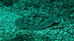 Urobatis concentricus