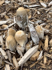 Coprinellus