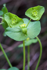 Euphorbia crenulata