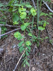 Euphorbia crenulata