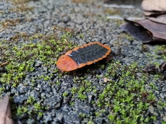 Lamprigera tenebrosa
