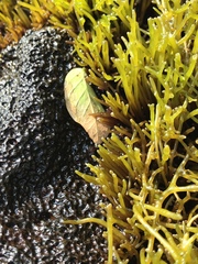 Ahnfeltiopsis concinna