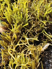 Ahnfeltiopsis concinna