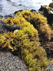 Ahnfeltiopsis concinna