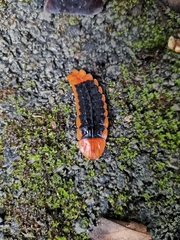 Lamprigera tenebrosa