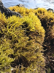 Ahnfeltiopsis concinna