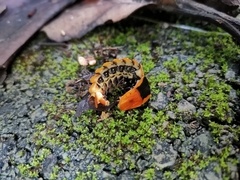 Lamprigera tenebrosa
