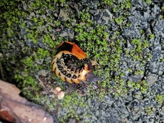 Lamprigera tenebrosa