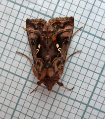 Autographa pulchrina