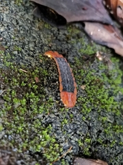 Lamprigera tenebrosa