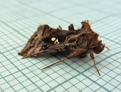 Autographa pulchrina