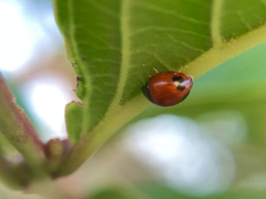 Exochomus marginipennis