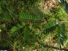 Calliandra magdalenae