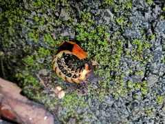 Lamprigera tenebrosa