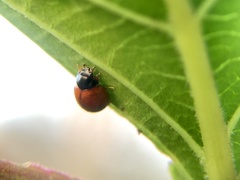 Exochomus marginipennis