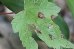 Acericecis ocellaris