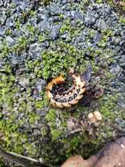 Lamprigera tenebrosa