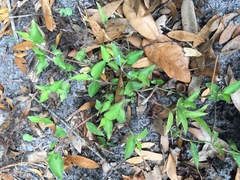 Commelina diffusa subsp. diffusa image