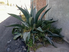 Agave salmiana