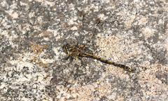 Progomphus joergenseni