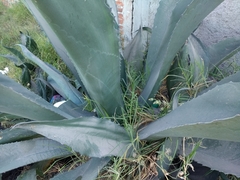 Agave salmiana