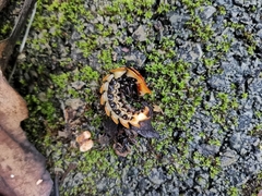 Lamprigera tenebrosa