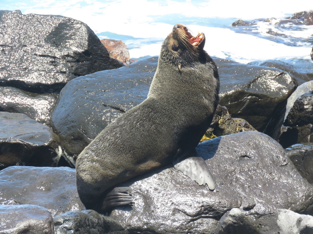 Galápagos Fur Seal